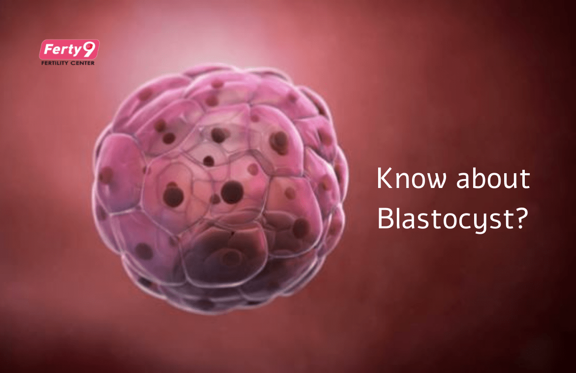 Know about Blastocyst?