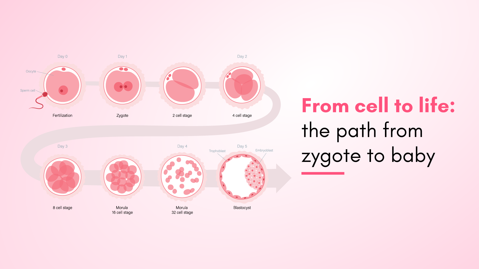 From Cell to Life: The Path from Zygote to Baby