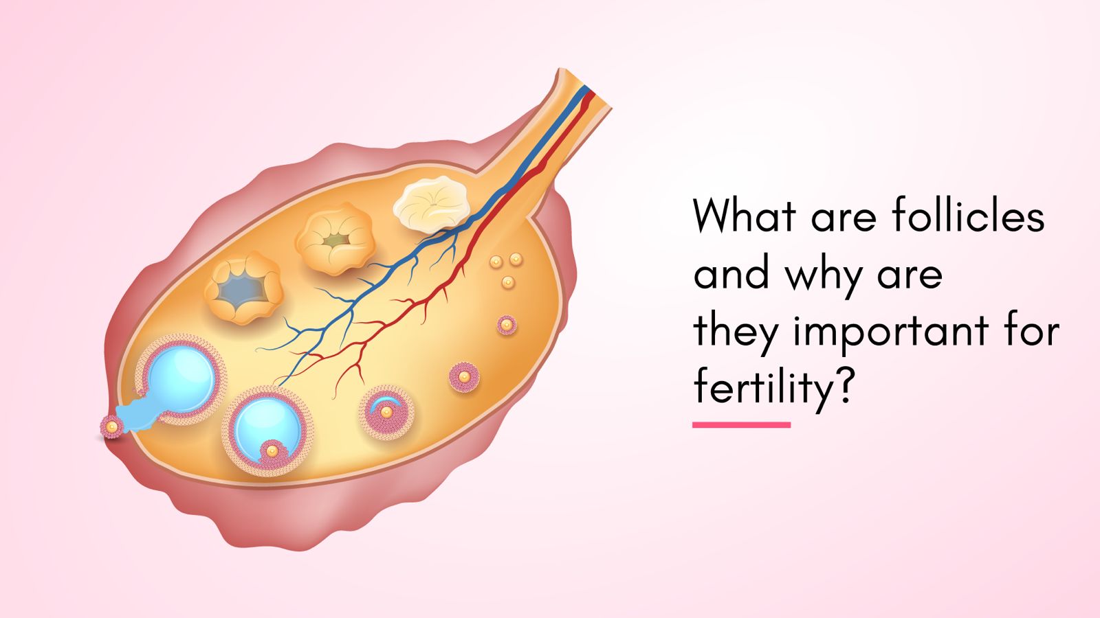 What Are Follicles and Why Are They Important for Fertility?