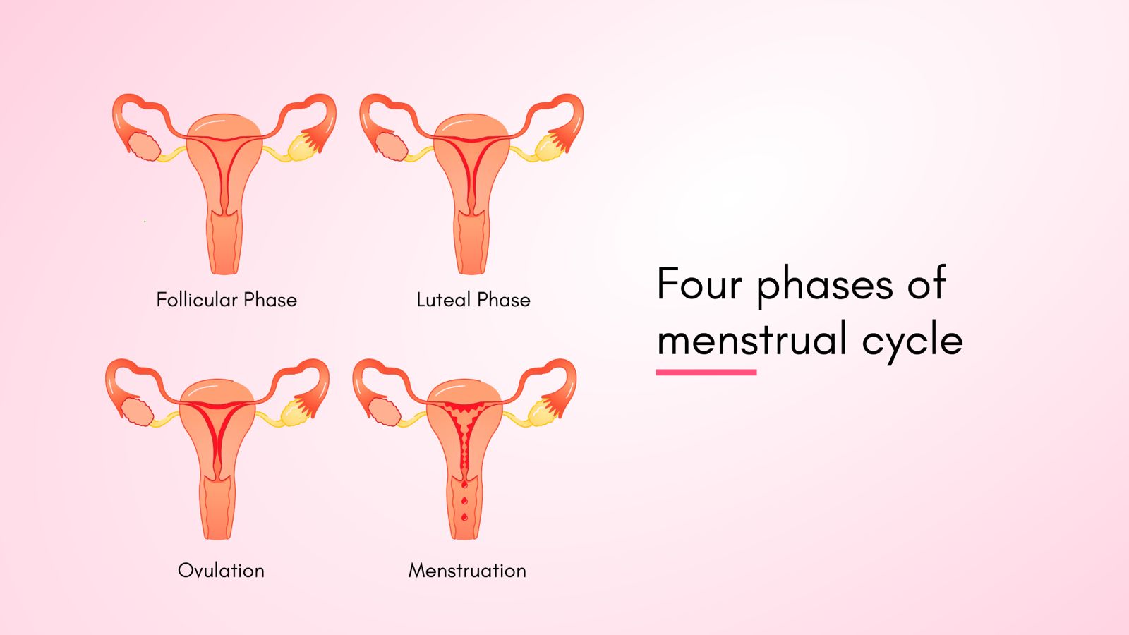 Four phases of menstrual cycle