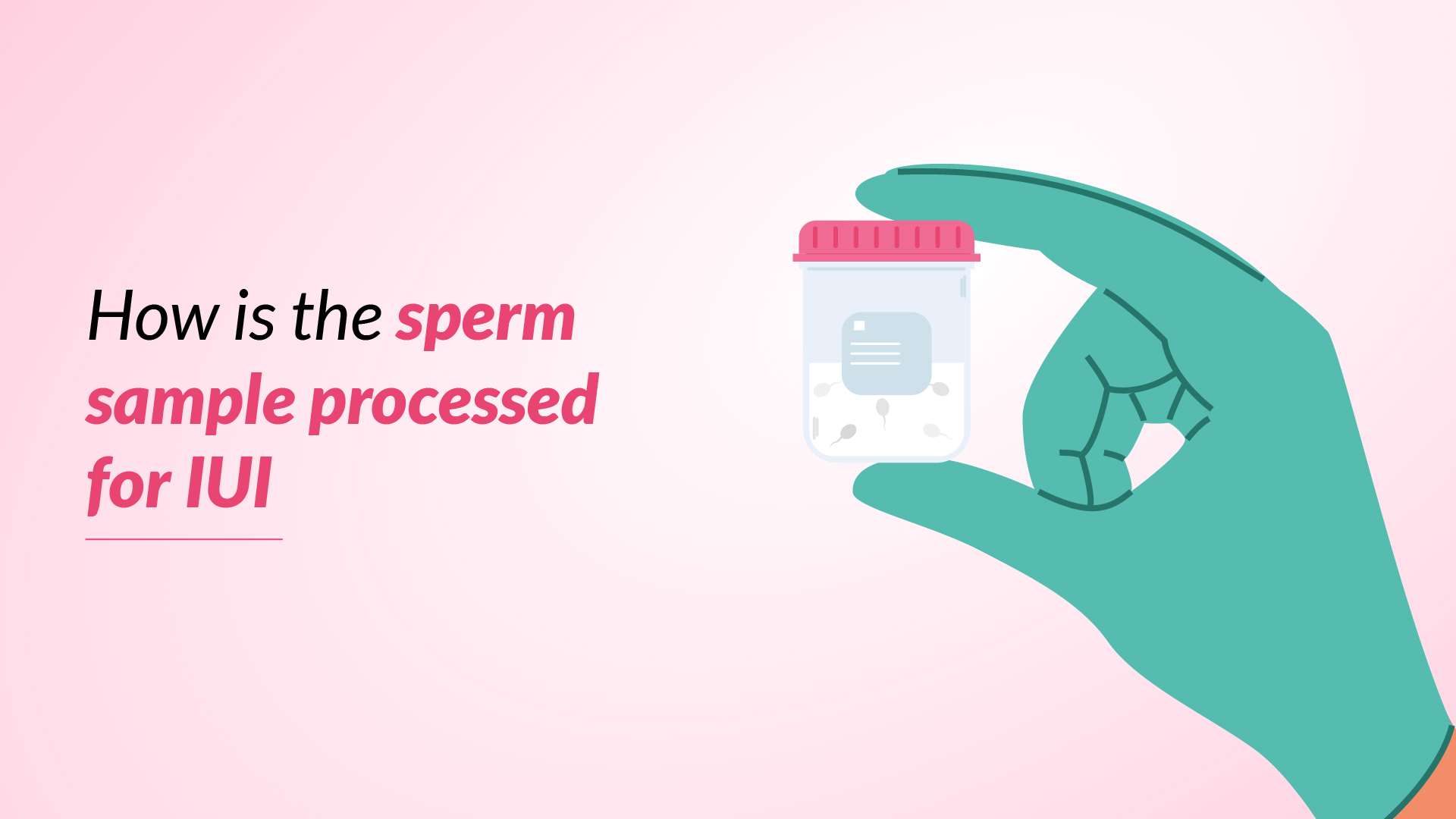 How is the Sperm Sample Processed for IUI