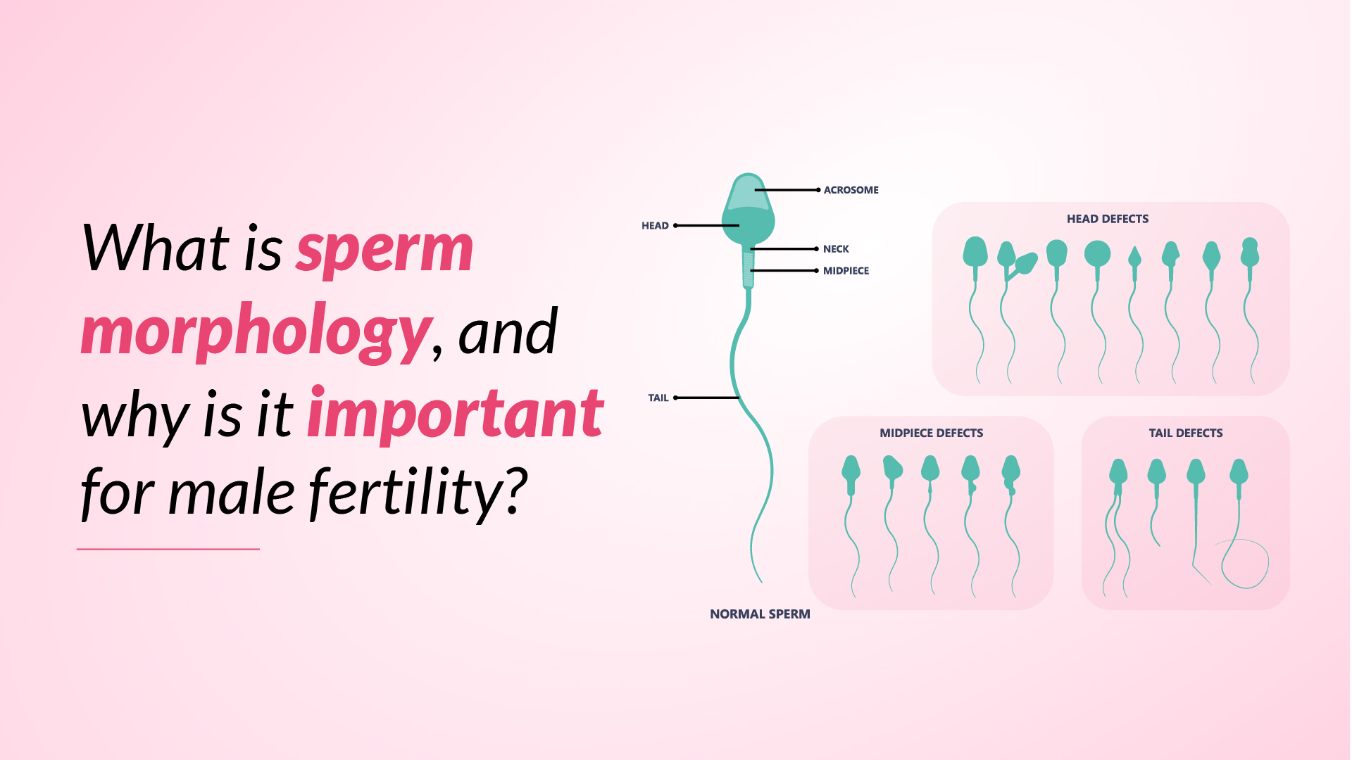 What is Sperm Morphology & How Does it Affect Fertility?