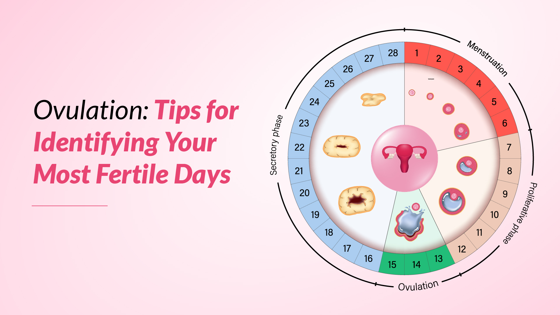 Ovulation: Tips for Identifying Your Most Fertile Days